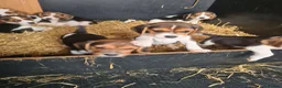 Beagle dogs for sale: 7 Beagle Puppies  in Wakefield - Advert 12
