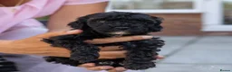 Mini Goldendoodle dogs for sale: Mini Goldendoodles - Black boy - Advert 2