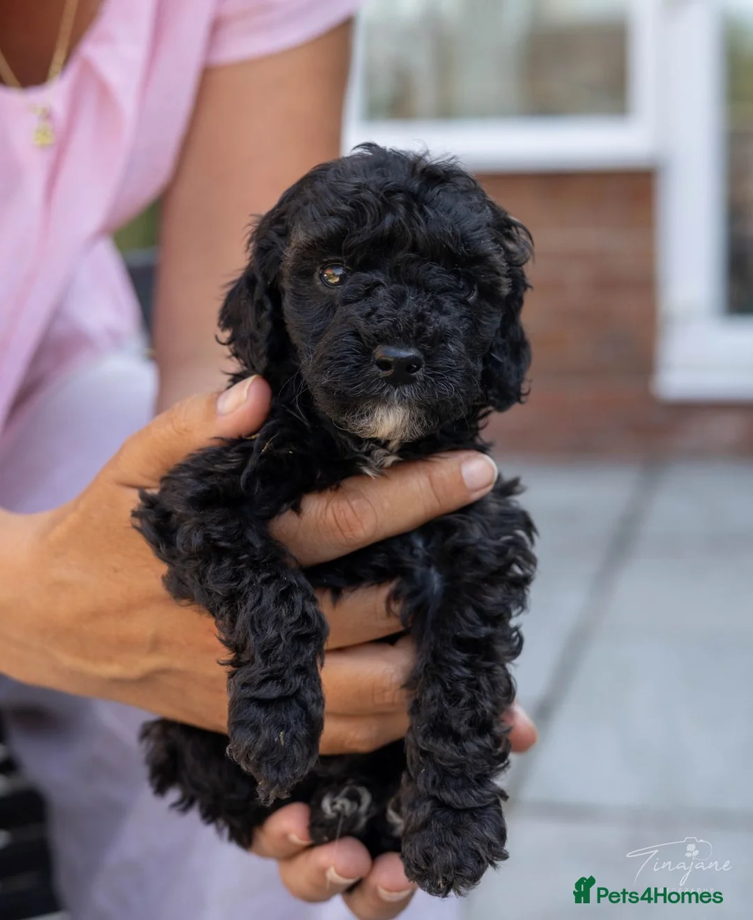 Mini Goldendoodle dogs for sale: Mini Goldendoodles - Black boy - Advert 2