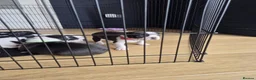 Boston Terrier dogs for sale: Boston Terrier Puppies  in Port Talbot - Advert 3