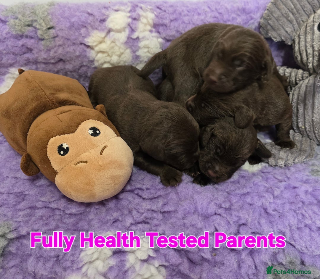 Cockerdor dogs for sale: Gorgeous Cockerdor puppies. Health Tested Parents. - Advert 2
