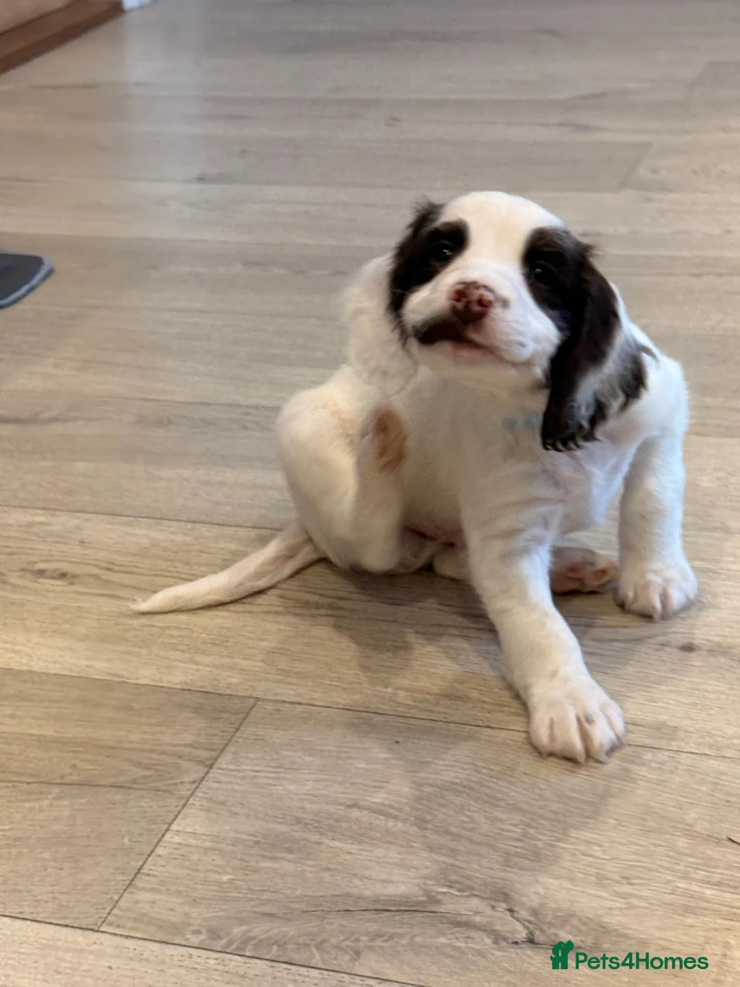 Mixed Breed dogs for sale: Cockapoo x English Springer Spaniel  in Holmfirth - Advert 6