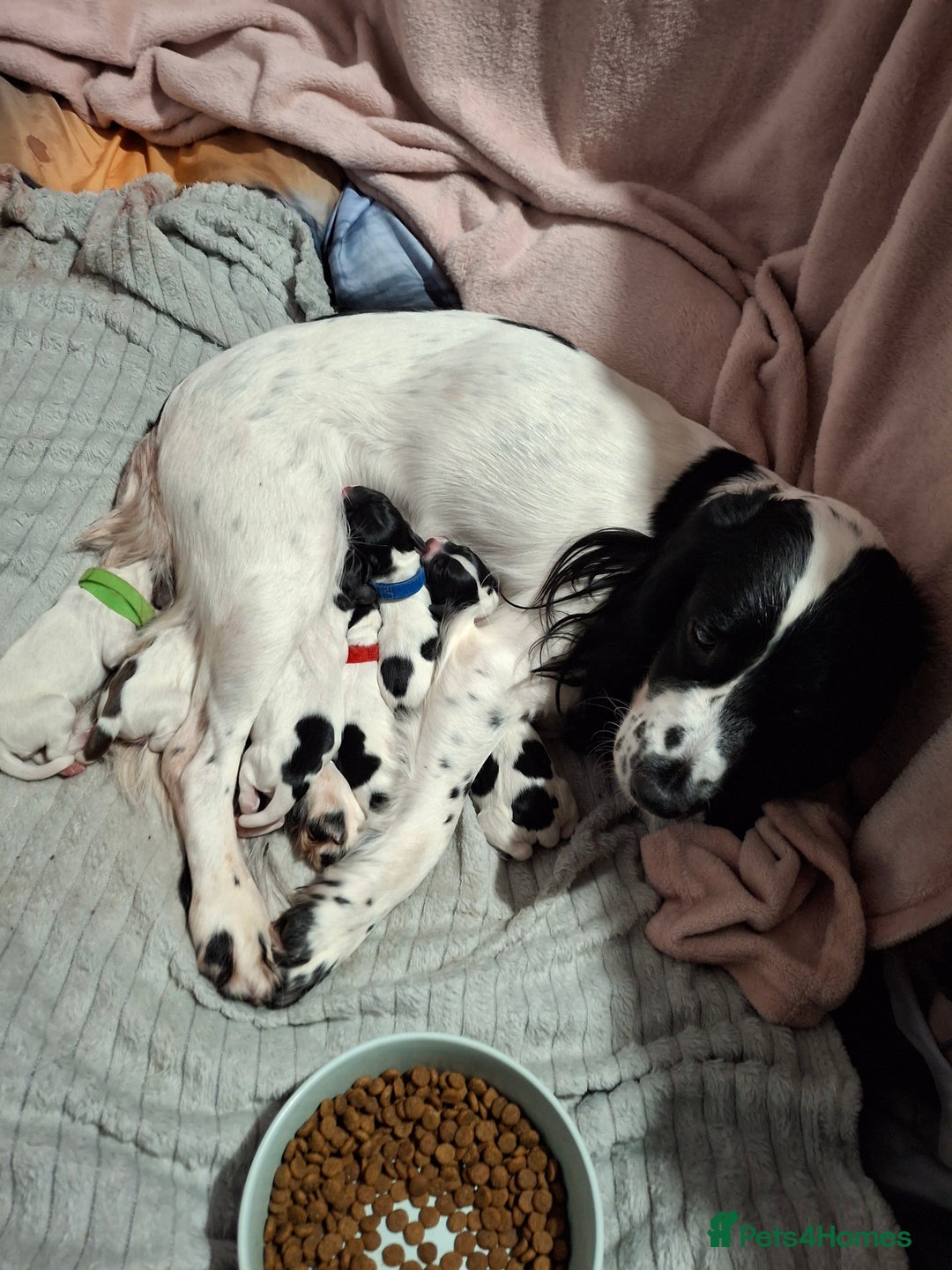 Sprocker dogs for sale: Sprocker/Springer Spaniel pups - Advert 3
