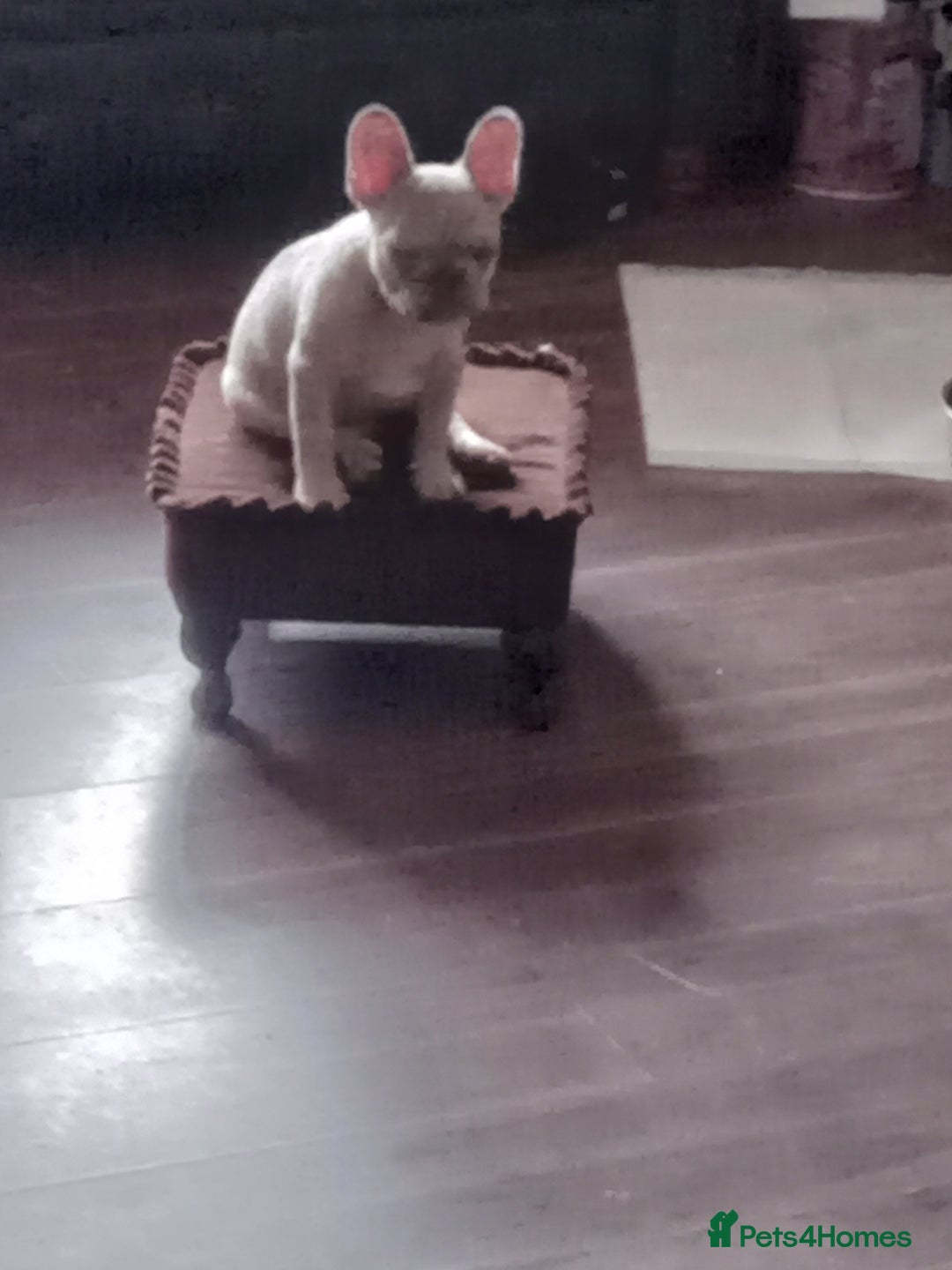 French Bulldog dogs for sale: Platinum isabella male frenchie - Image 2