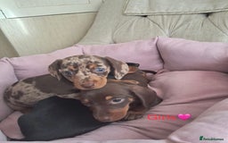 Dachshund dogs for sale: Outstanding miniature dachshund puppies  - Image 5