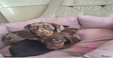 Dachshund dogs Outstanding miniature dachshund puppies  - Advert 5