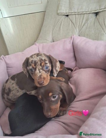 Dachshund dogs Outstanding miniature dachshund puppies - Advert 2