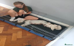 Miniature Schnauzer dogs for sale: Adorable white schnauzer puppies- ready soon! - Image 8
