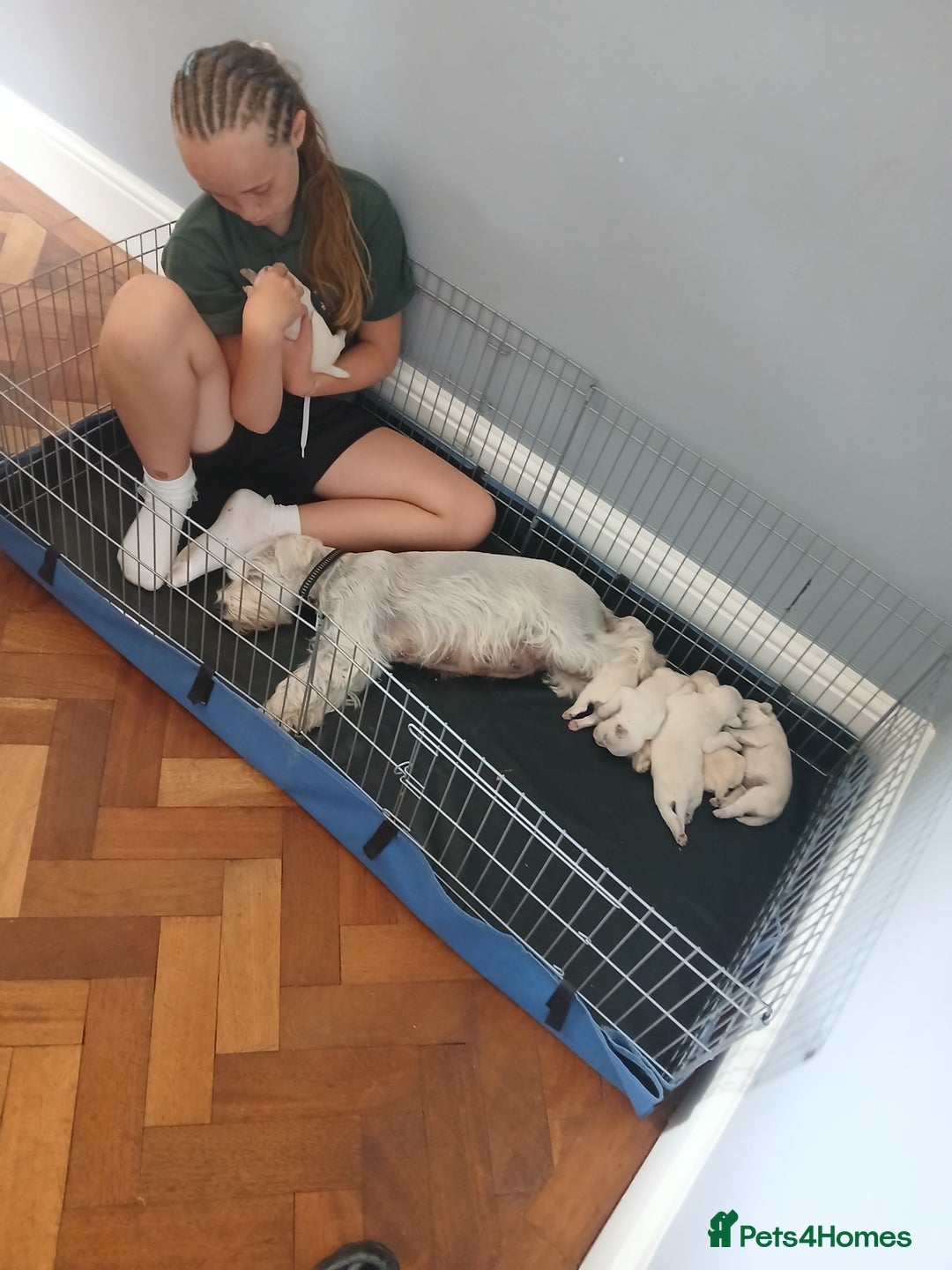 Miniature Schnauzer dogs for sale: Adorable white schnauzer puppies- ready soon! - Image 8