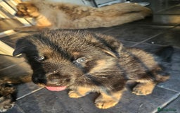 German Shepherd dogs for sale: 2 male german shepherd puppies - Image 5