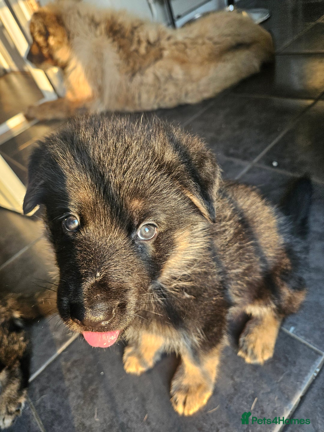 German Shepherd dogs for sale: 2 male german shepherd puppies - Image 5