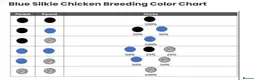 Chickens poultry for sale: Beautiful champion bloodline blue silkies  - Advert 9