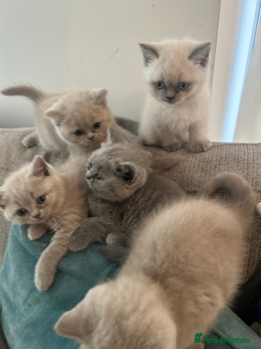 British Shorthair cats for sale: Lilac British Shorthair Kittens - 2 boys 3 girls - Image 7