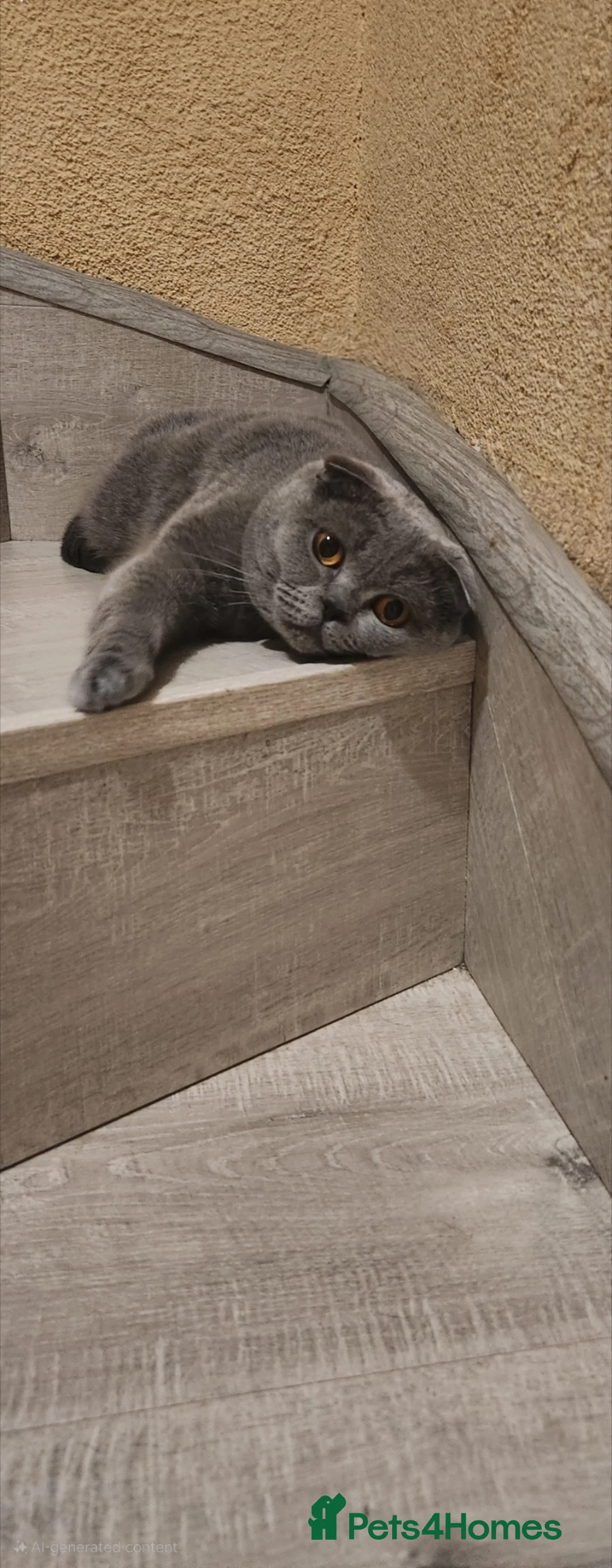 British Shorthair cats for sale: Beautiful British Shorthair and Scottish kittens  in Queenborough - Advert 2