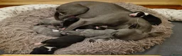 Whippet dogs for sale: Wonderful KC registered whippet puppies - Advert 23