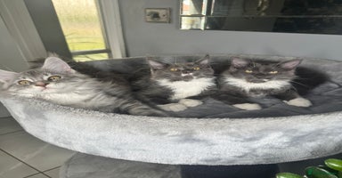 Maine Coon cats - Advert 11