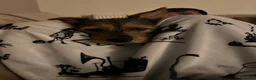 Chorkie dogs for sale: Beautiful Rex  - Advert 6