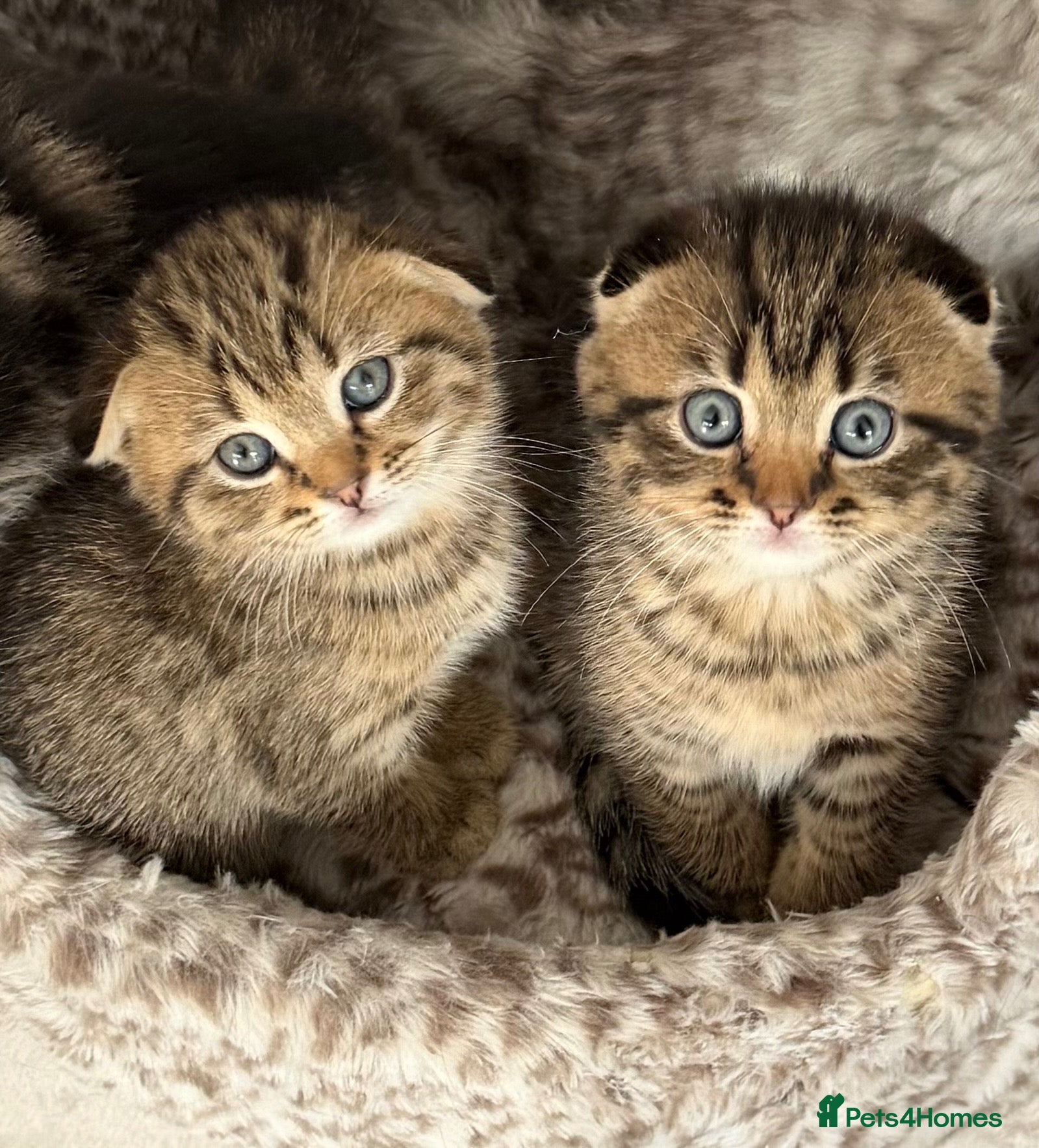 Scottish Fold cats Scottish Fold kittens  - Advert 1