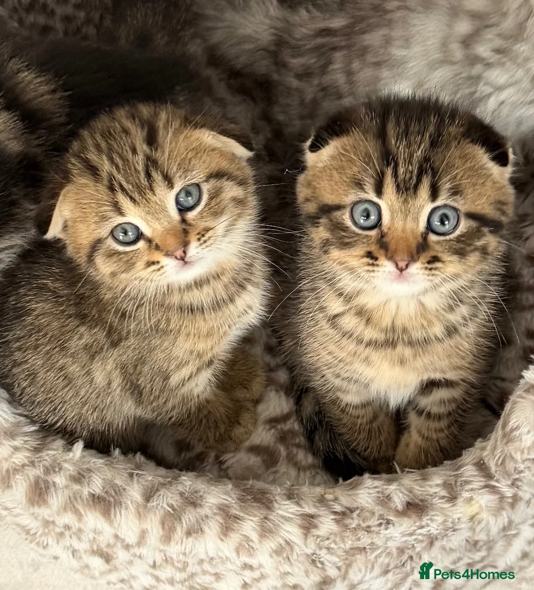 Scottish Fold cats for sale: Scottish Fold kittens  - Advert 1