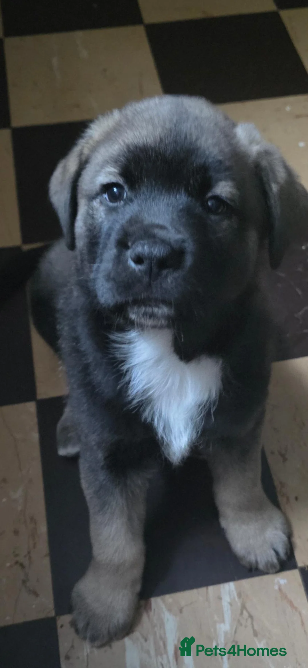 Mixed Breed dogs for sale: Rottweiler/bullmastiff/akkita  in Rochdale - Advert 4