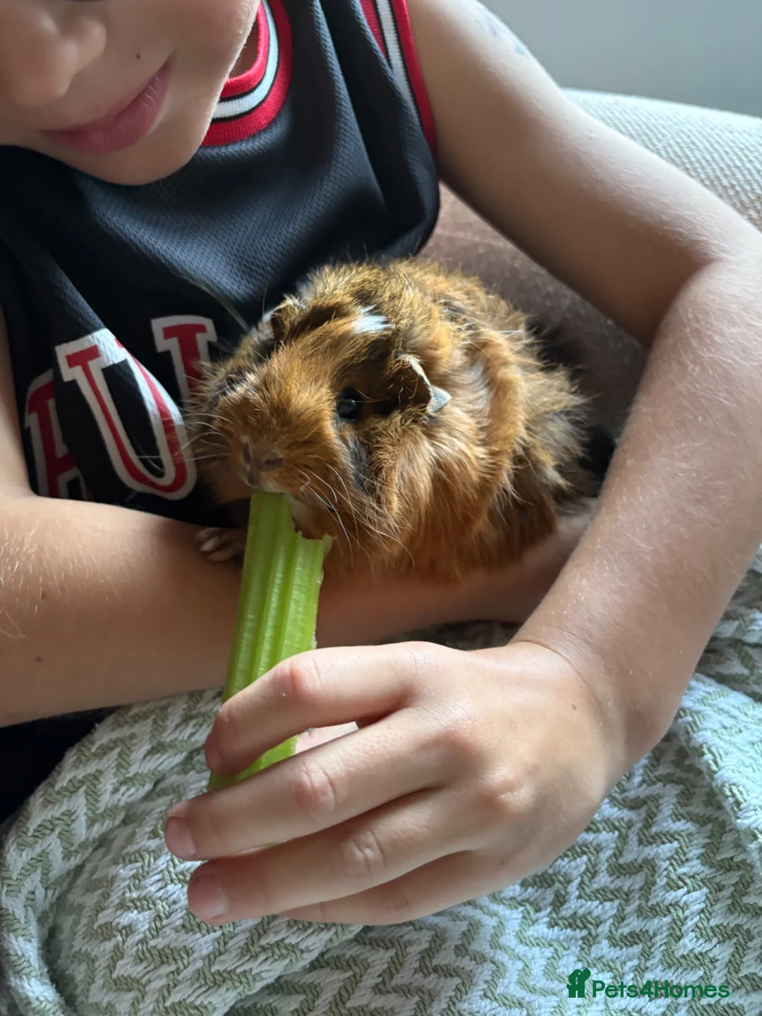 Guinea Pig rodents for sale: Two girl guinea pigs 1 year old in Dorchester - Advert 5