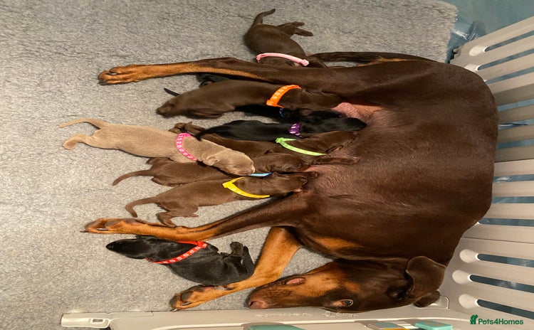 Dobermann dogs - Advert 2