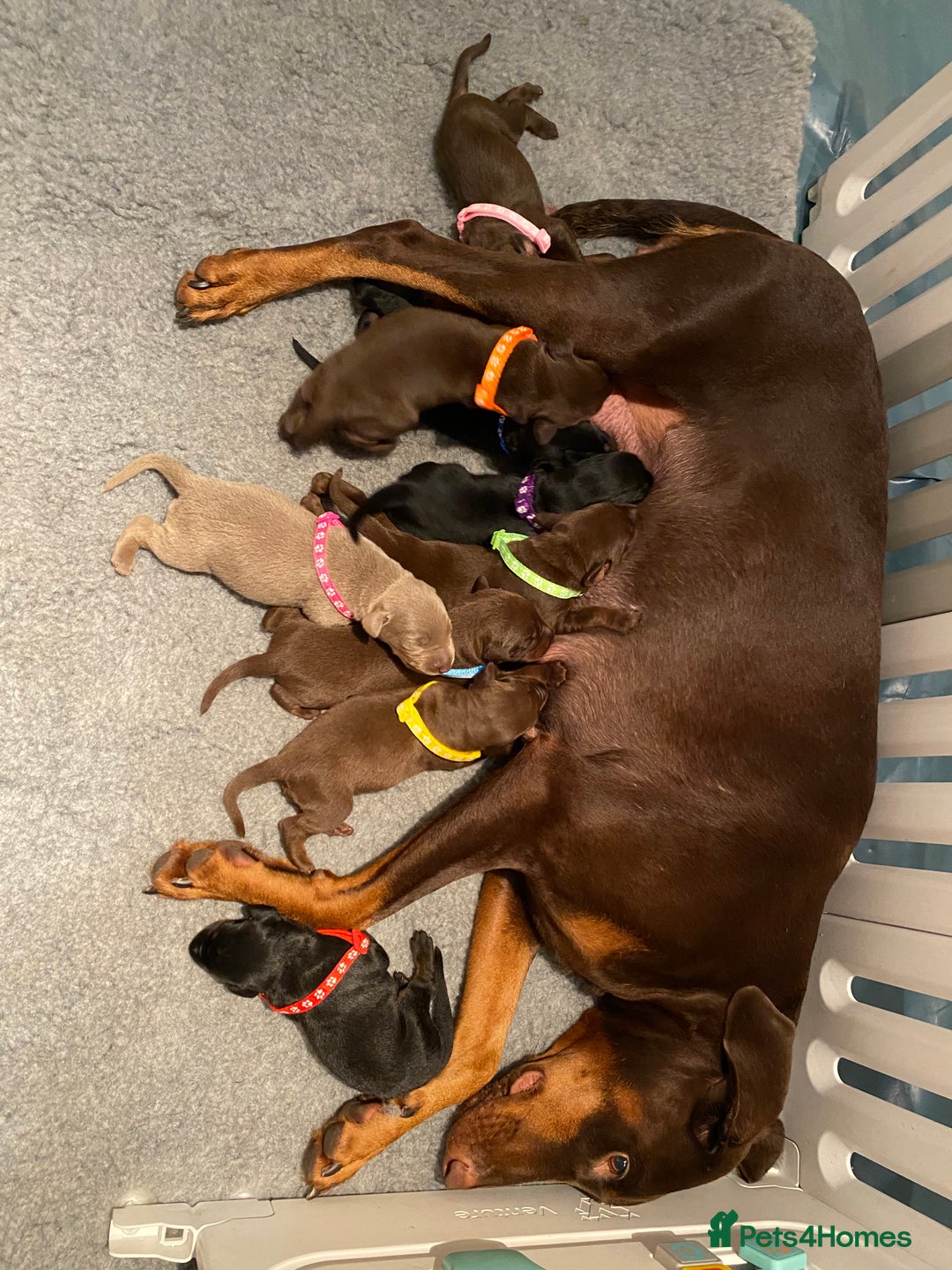 Dobermann dogs for sale: KC REGISTERED DOBERMAN PUPS - Image 1