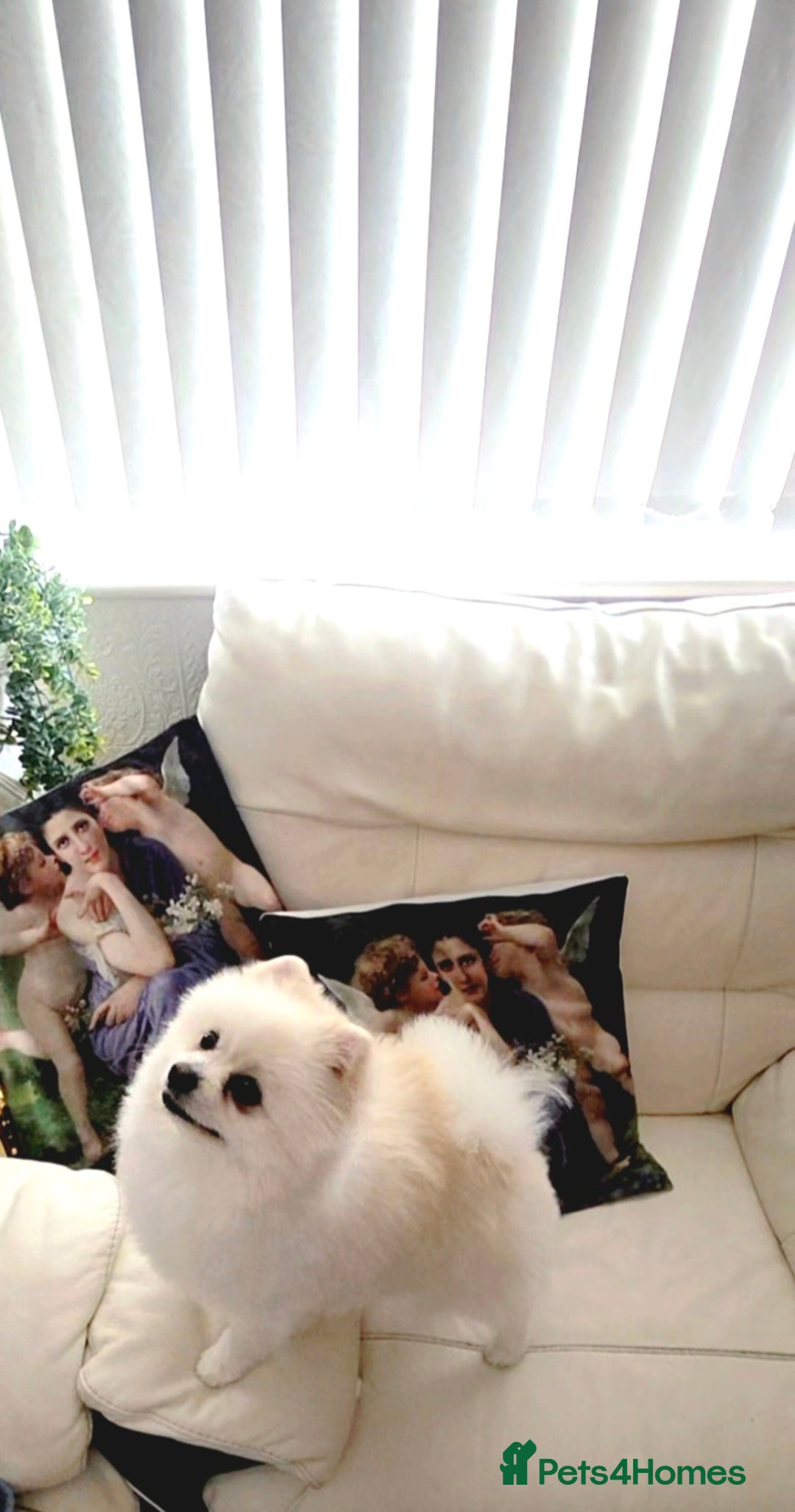 Pomeranian dogs for stud: Dog stud - Advert 1