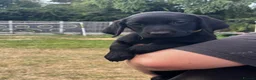 Labrador Retriever dogs for sale: KC Reg. Working Labrador Puppies READY TO GO! - Advert 13