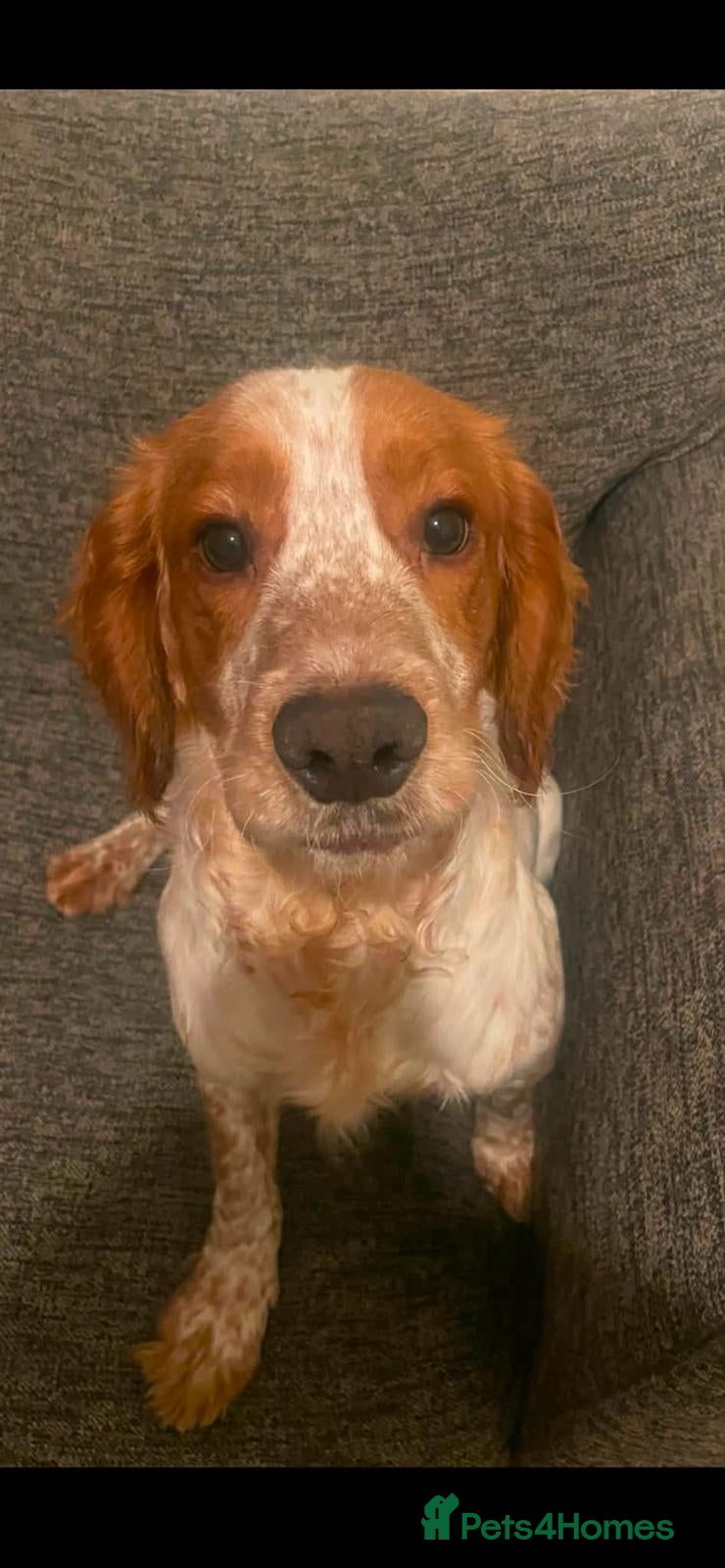 Cocker Spaniel dogs Lush little springer - Advert 2