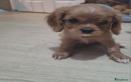 Cavalier King Charles Spaniel dogs for sale: READY NOW Cavalier king charles pups - Image 7