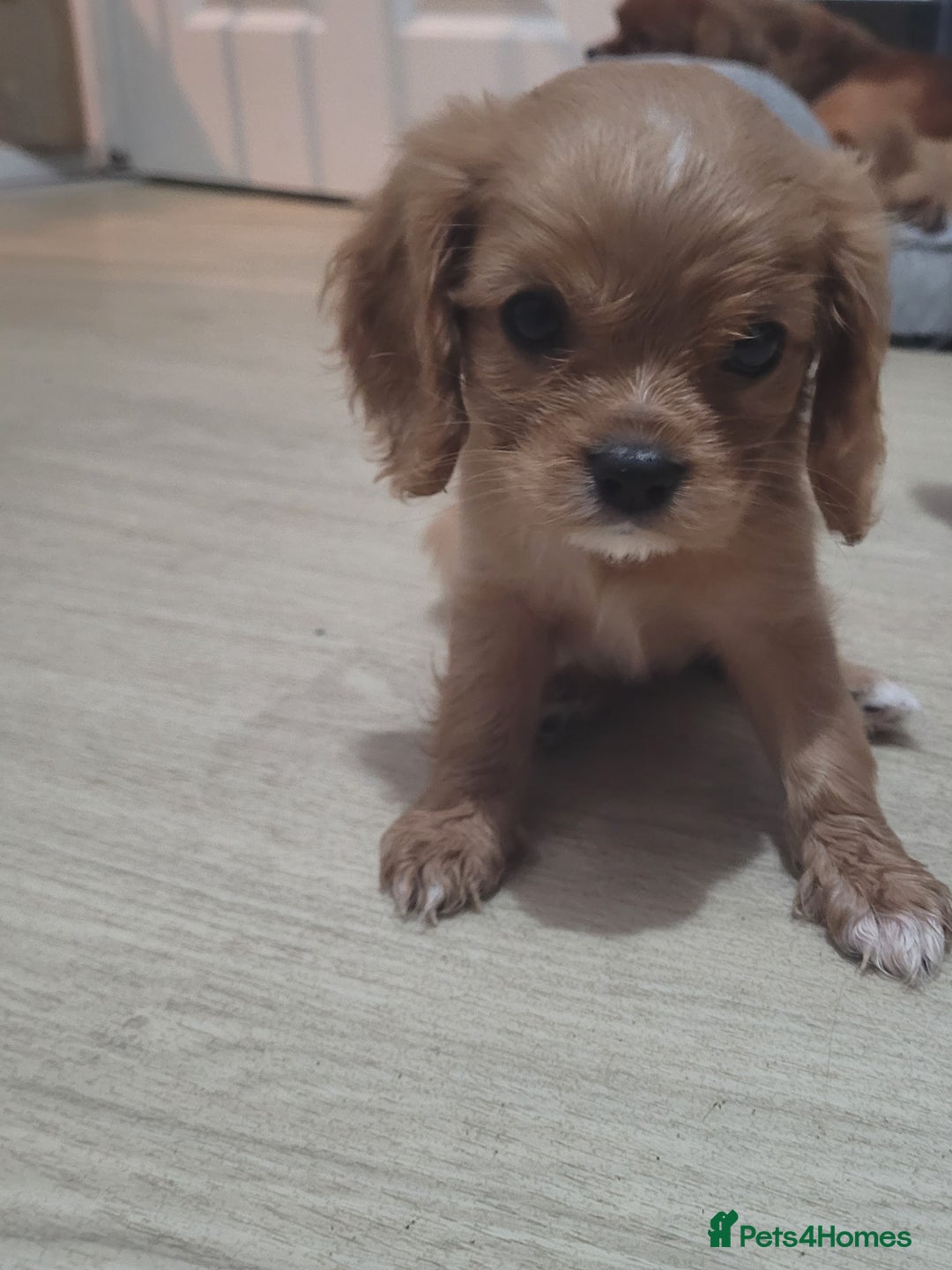 Cavalier King Charles Spaniel dogs for sale: READY NOW Cavalier king charles pups - Image 7