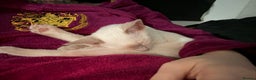 Siamese cats for sale: oriental siamese male - Advert 8