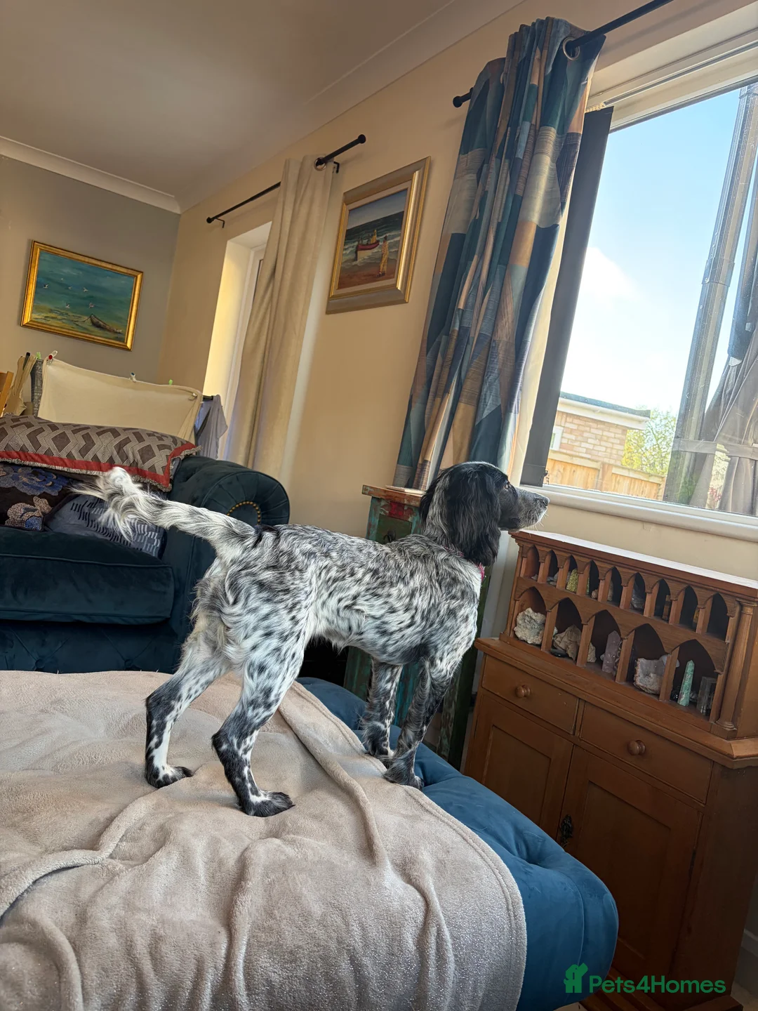 Cocker Spaniel dogs for sale: Beautiful Blue Roan Cocker Spaniel (working line) - Advert 7