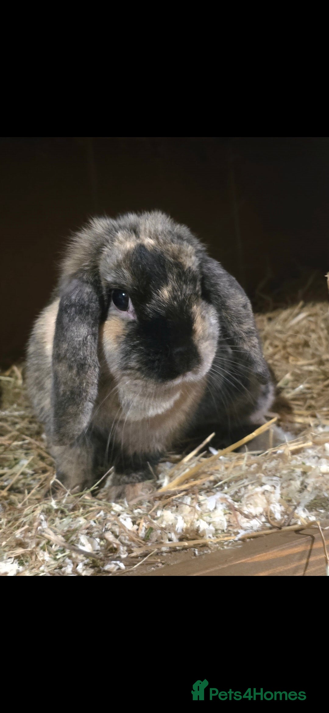 Mini Lop rabbits for sale: Black Harliquin Mini Lop Doe - Advert 1