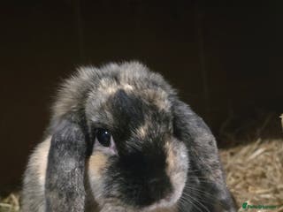 Mini Lop rabbits Black Harliquin Mini Lop Doe - Advert 2