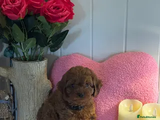 Cavapoo dogs 1 left gorgeous Cavapoo puppies dna clear - Advert 11