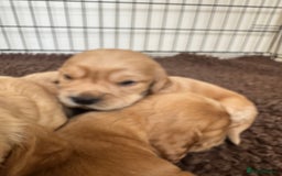 Sprocker dogs for sale: Cocker spaniel pups  - Image 17