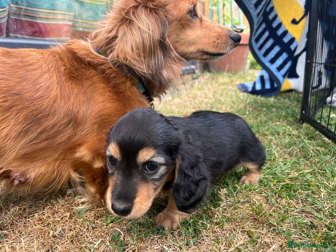 Miniature Dachshund dogs for sale: Miniature Long Haired black & tan bitch - Image 10