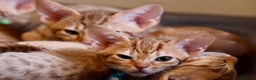Ocicat cats for sale: Stunning Ocicat Kittens in Aberdeenshire - Advert 3