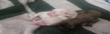 Chihuahua Puppy 2