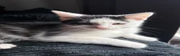 Mixed Breed cats for sale: Kittens  - Advert 23
