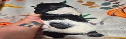English Springer Spaniel dogs for sale: Beautiful English Springer spaniel pups - Advert 26