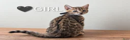 Bengal cats for sale: TICA Registered Bengal Kittens|Health Tested ❤️ - Advert 21