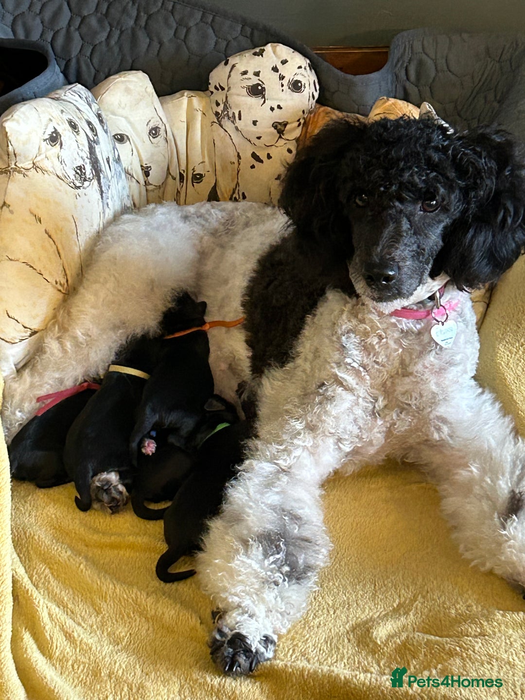 Cockapoo dogs for sale:  **  Cockapoos. Adorable F1 puppies - Image 1