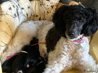 Cockapoo dogs Northampton Cockapoos. Adorable F1 puppies - Advert 15