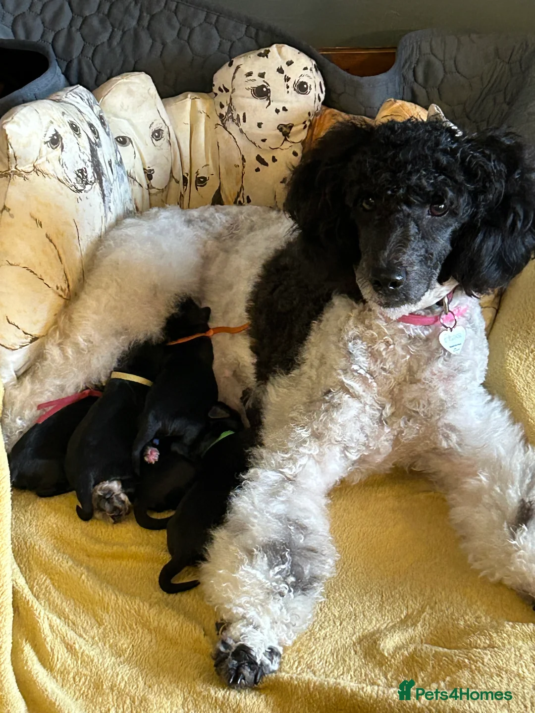 Cockapoo dogs for sale:  Northampton Cockapoos. Adorable F1 puppies - Advert 2