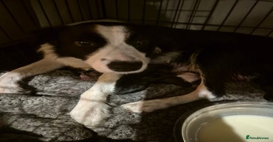 Border Collie dogs - Advert 14