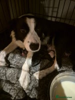 Border Collie dogs - Advert 14