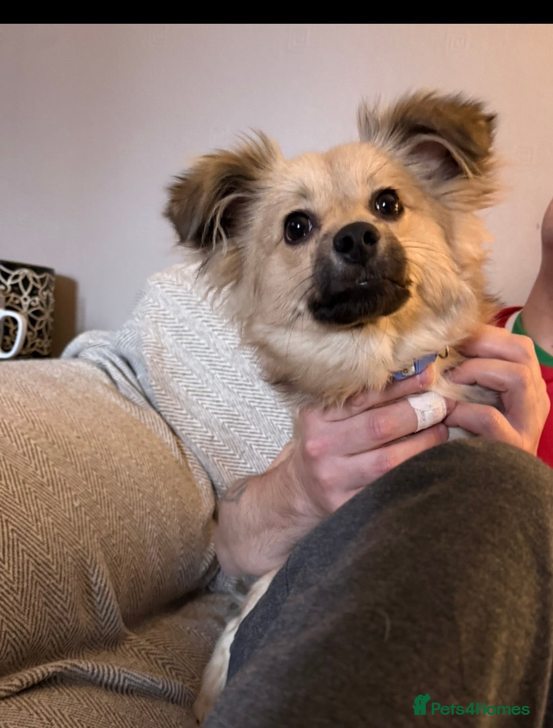 Pomchi dogs Gorgeous Pomchi Girl Available 6 months Old  - Advert 1